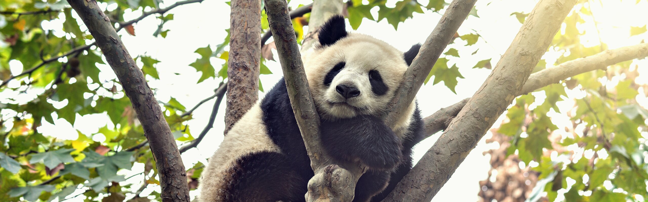 10-Day Beijing, Xi'an, and Chengdu Educational Tour