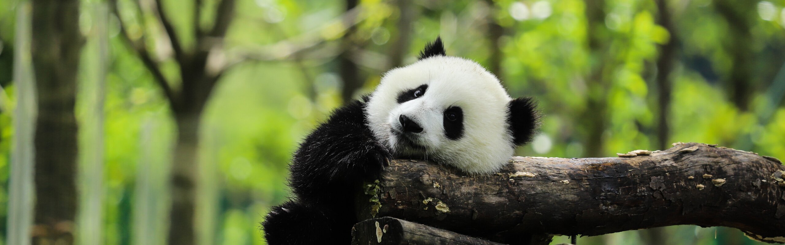 How to Plan a Panda Tour 2025: A Comprehensive Panda Travel Guide